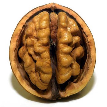 How to Improve Crystallized Intelligence: 10 Simple Steps