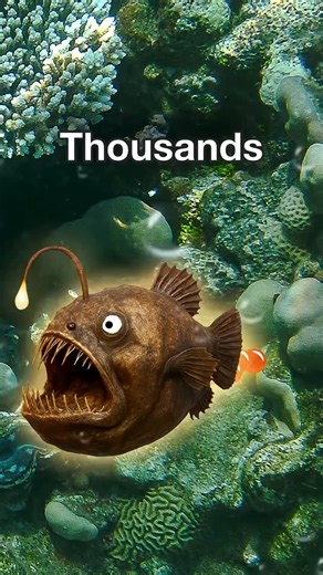 Ansh thakkar | The horrifying life of angler fish 😳#wildifyouwere #wildlife #foryoupage #fyp #didyouknow #explorepage #reelsviews #wildlifereels #facts... | Instagram