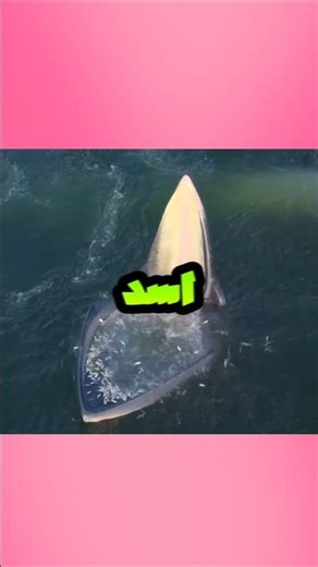 A whale's tongue is heavier than a lion's.