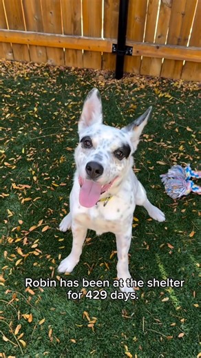 429 days… That’s how long Robin has been waiting for his person to find him. That’s over a year of tail wags with no forever home, over a year of playful zoomies with no one to call his own, over a year of being overlooked while he waits for his perfect match. Robin is a 2-year-old cattle dog mix with a heart as big as his energy! He’s friendly, playful, smart, and endlessly curious—always ready for an adventure, a game of fetch, or a good ol fashion hug. He’s the kind of dog who will make you l