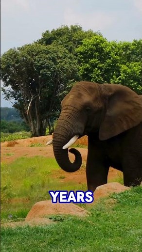 Elephant's Amazing Memory | Discover the Intelligence and Memory Power of Elephants