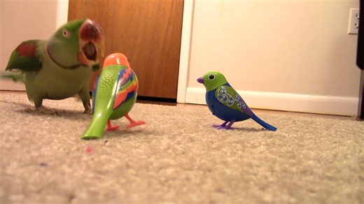 Real bird's encounter with Digibirds.