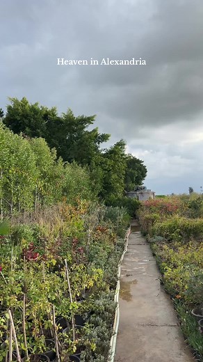 Roots Landscape - Plant Therapy and Gardening in Alexandria, Egypt