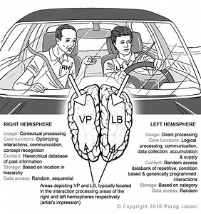 New Approach Reveals Friendly Duality of the Human Brain