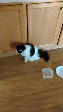 Fluffer is up moving around #flufftail #cancersucks