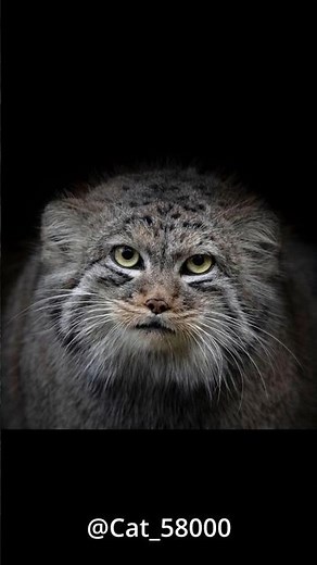 ​Pallas's Cat: The Ancient Ghost 🐈‍⬛