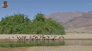 682K views · 34K reactions | Namaqua Sandgrouse, Wild Animal Hindi, #documentary #wildanimals #wildlife #hindi #reels | Wild Animals Hindi | Facebook