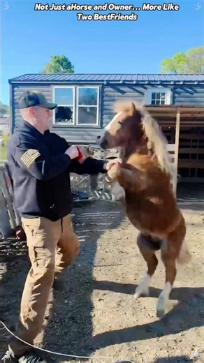 When your horse chooses you as their favorite playmate#horse#horselove#horsebond#horsetrust