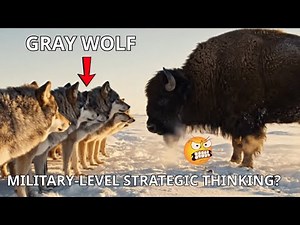GRAY WOLF: MILITARY-LEVEL STRATEGIC THINKING
