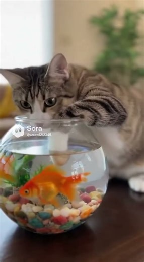 Fish Tank Temptation — Cat Can’t Handle It 😹🐟 #cat #fish #cake