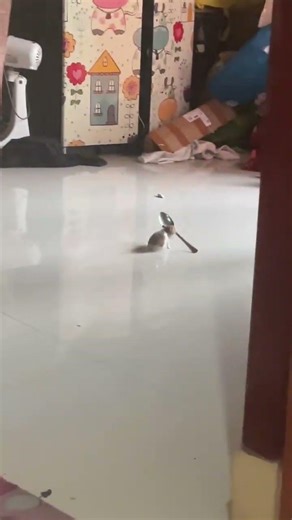 Hamster amusingly carries a spoon around a living room in West Java, Indonesia