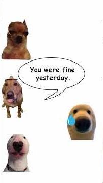 Bipolar Disorder Explained… By a Dog?! 🐶🧠 (Shockingly Accurate!)doggieteaches 20251125 0001