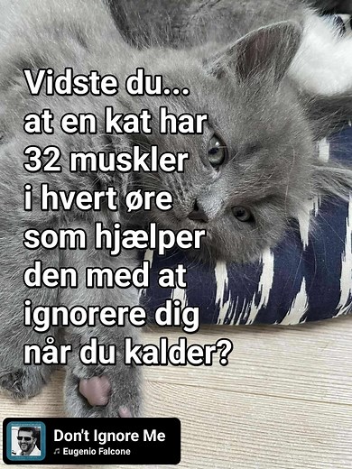 89K views · 673 reactions | Det er så typisk for de kære katte... Du kan tydeligt se, at den har hørt dig, ørene reagerer på din stemme og vendes en smule mod dig. Og så sker der ikke mere. Ingenting. Katte har deres helt egen stædige vilje, og intet kan ændre deres beslutning, når de bare ikke VIL 藍藍 Det er et af deres mest irriterende og elskelige personlighedstræk ❤️❤️ | Viborg Internat ved Dyrenes Fristed | Facebook