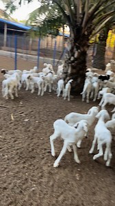 149K views · 2.8K reactions | Les livres de la ferme syefarm pour vous permettre d’obtenir les mises bas groupée sont disponibles ici https://wdohoust.mychariow.com après achat vous recevrez un lien par mail qui vous permet d’intégrer notre groupe et de continuer par apprendre avec nous, dans le but d’améliorer vos connaissances dans le domaine de l’élevage des petits ruminants #elevage #agriculture #agriculturebiologique | SyE farm | Facebook