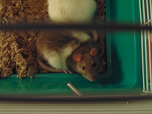 Improving Antirejection Medications in Heart Transplant | Drug Discovery And Development