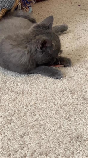 Y’ALL DID IT — 1,000 FOLLOWERS!! 🎉🖤 Thank you, thank you, THANK YOU! The bigger our reach, the more babies we can save together — and that’s something worth celebrating in a big way. Now… G insists she has a message for everyone 💁‍♀️🐾 — Hi hi. It’s me. Genevieve I’ve had a very busy week. I went on a road trip this weekend. I watched the sun go up and down — and honestly, I get mad every time it goes away. Rude. My shakes are a worse, so Miss Jen is going to see if we can adjust my meds, but