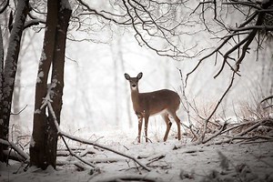 How a Harsh Winter Can Affect Deer Herd Health for Years to Come