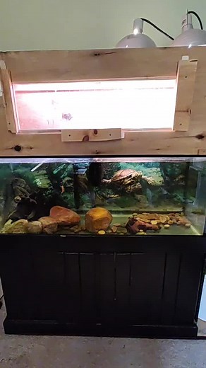 Red Eared Slider Turtle Tank Setup for Freddy