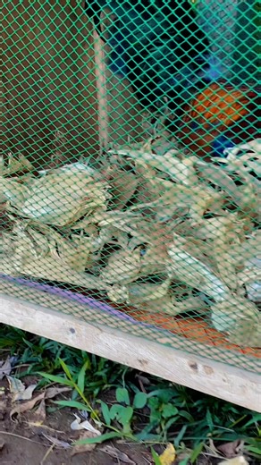 73K views · 2.4K reactions | Nenet Paguya on Reels | Facebook