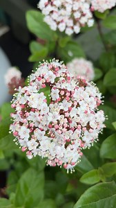 4.7K views · 291 reactions | Viburnum: The Must-Have Shrub for Your...