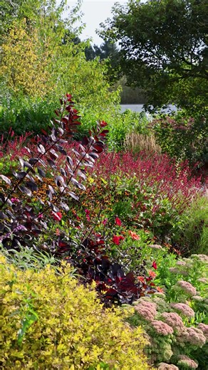 8.4K views · 188 reactions | The Autumn Border brims with colour,...