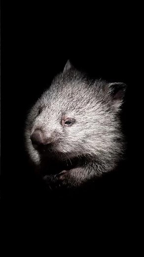 Amazing Wombat Facts!… I suppose. #animalfacts #didyouknow #naturefacts