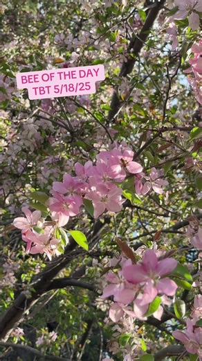 Bee of the day 🐝✨💗 #localhoney #beesoftiktok #pollinators #knowyourbeekeeper #crabappleblossom