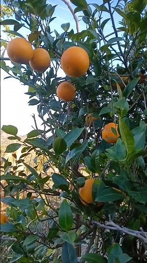 Pahadi Malta || Orange Malta Kinnu || Pahadi Testy Fruit || youtubeshorts||Cream Powder Lagani||