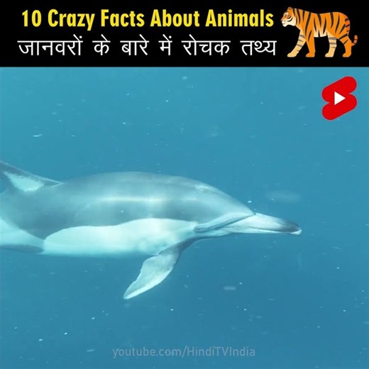 Crazy Facts About Animals 🐸🦘 | Amazing Facts about Animals | Mind Blowing Facts in Hindi #Shorts