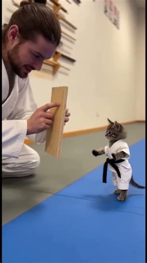 Kitty is having a karate lesson #kitten #kitty #karate #lesson #funny