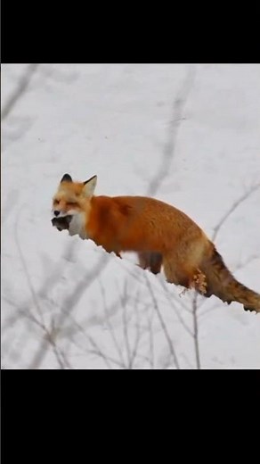 These Foxes Jump Like Champions in the Snow ❄️🦊