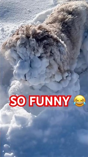Funny Dogs Playing in the Snow ❄️🐶 | Try Not to Laugh
