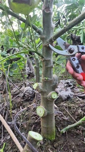 "How to Prune Okra Plants for More Harvest" #satisfying #pruning #shortvideo