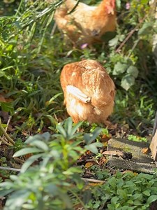 The Husbandry School on Reels | Facebook