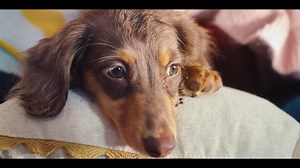 9.2K views · 181 reactions | One in three puppies born in the Scottish illegal puppy trade get sick or die before their first birthday. The SSPCA and Scottish Government are fighting this cruel trade. For tips on how to #BuyAPuppySafely, visit https://www.buyapuppysafely.org/ | RSPCA (England & Wales) | Facebook