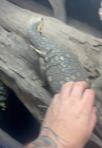 Good morning from me and your favorite gal! I’m getting ready to head out to the @Southeast Reptile Expo to see all the good stuff they’ve got to show! If you’re in the GA area, I highly recommend the drive! It’s not a show to miss! #reptile #monitorlizard #exoticpets #reptiles #lizard