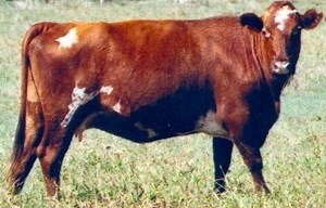 Cow