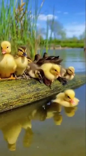Watch These Fluffy Ducklings Take Their First Swim