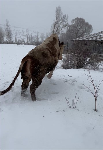 Playful Cow Enjoys Snowy Rural Landscape