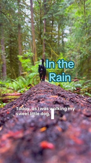 Journal of a walk #poetrytok #writing #journaling #sensitive #toosensitive