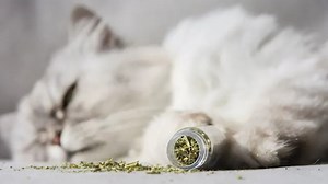 What Is Catnip and Is It Safe for Your Pet? Veterinarians Weigh In