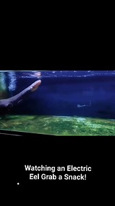 6.4K views · 61 reactions | Eel-ectric Lunch! Wait Till You See What It Eats #ElectricEel #EelFacts #WildLife #NatureIsAmazing #AnimalAttack #ShockingFacts #PredatorFeed #DeepSeaLife #RiverMonster #NatureFacts #ScienceIsCool #ElectricAnimals #FeedingTime | AQUA VISTA | Facebook