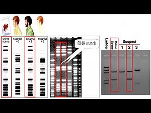 DNA Fingerprinting or DNA Typing or DNA Profiling or DNA Testing
