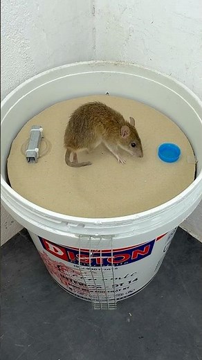 Mousetrap68//Smart Bucket Trap Made from Cardboard – Easy DIY #mousetrap