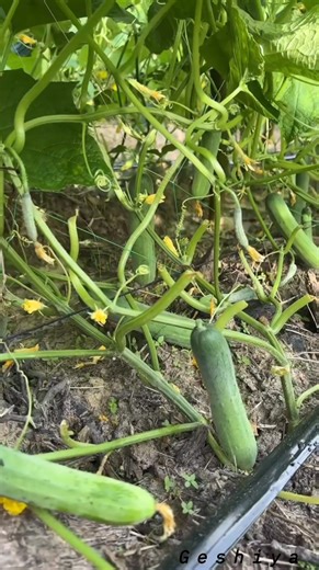 Morning 🌅 view #morningvibes #morningmotivation #viralreelsシ #reelsfbシ #reelsviralシfb #trendingreel #ManipurViralVideo | Geshi Thingnam Geshi