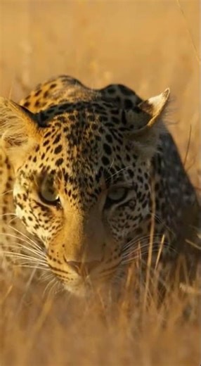 💥🐘🐆INCREDIBLE Takedown! Elephant Charges Leopard, Crushes Predator in Seconds#Wildlife#Nature#shorts