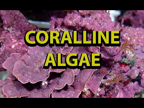 Coralline Algae In Reef Tanks