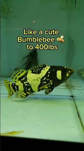 🐝 The Bumblebee Grouper: From Cute Tank Pet to Ocean Giant 🐟 #monsterfishtank #monsterfishkeeper