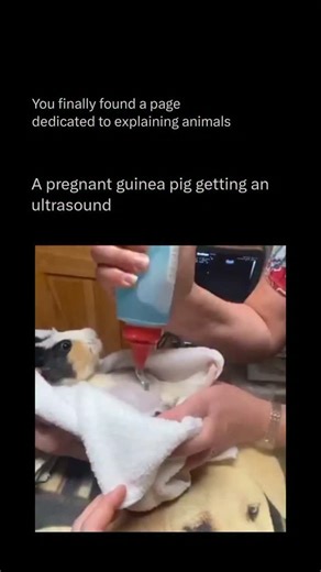 Explaining All Animals on Instagram: "Follow @explaining.animals to learn everything about animals one post at a time 🧠🔥 Guinea pigs are small, social rodents native to the Andes Mountains of South America. Despite their name, they are not from Guinea, nor are they pigs—their name likely comes from old trade routes and their squealing vocalizations. Domesticated over 5,000 years ago by Indigenous cultures, they were originally kept for food and ritual purposes before becoming popular pets worl