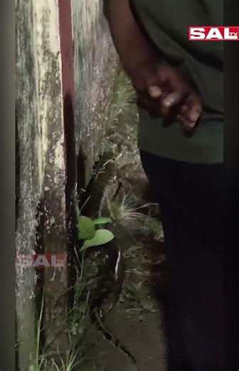 Python Spotted Near Electricity Department Colony in Aquem, Margao